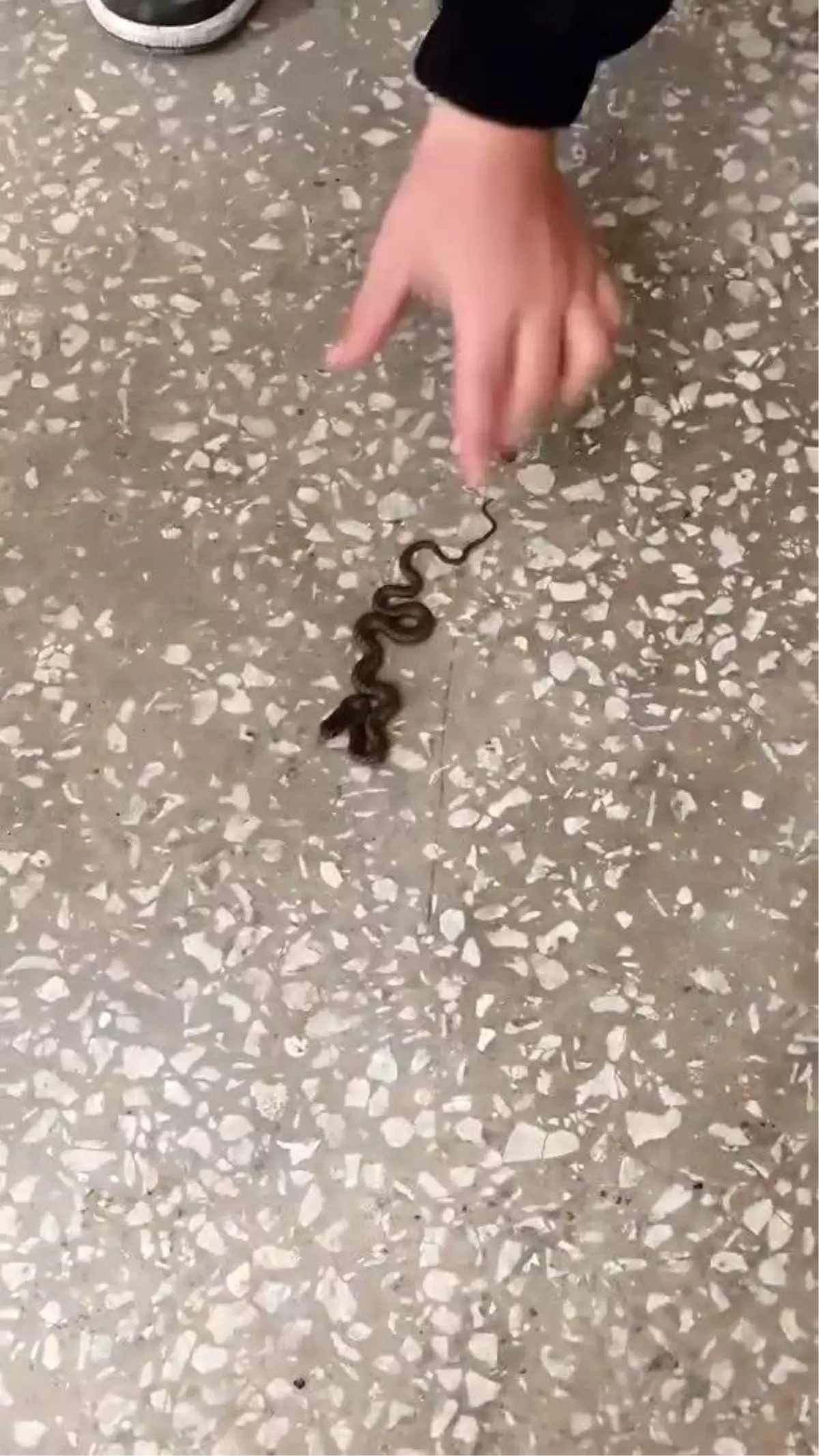 Karacabey'deki Okulda Yavru Yılan Paniği