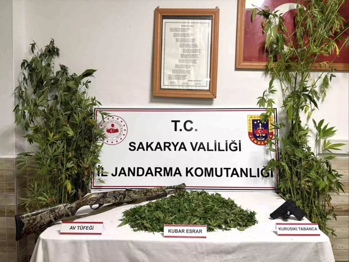 Sakarya'da Yasa Dışı Kenevir Hasadı Yapan Şahıs Tutuklandı