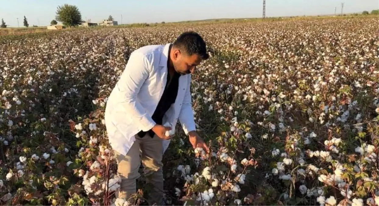 Şanlıurfa'da Pamuk Hasat Dönemi Başladı