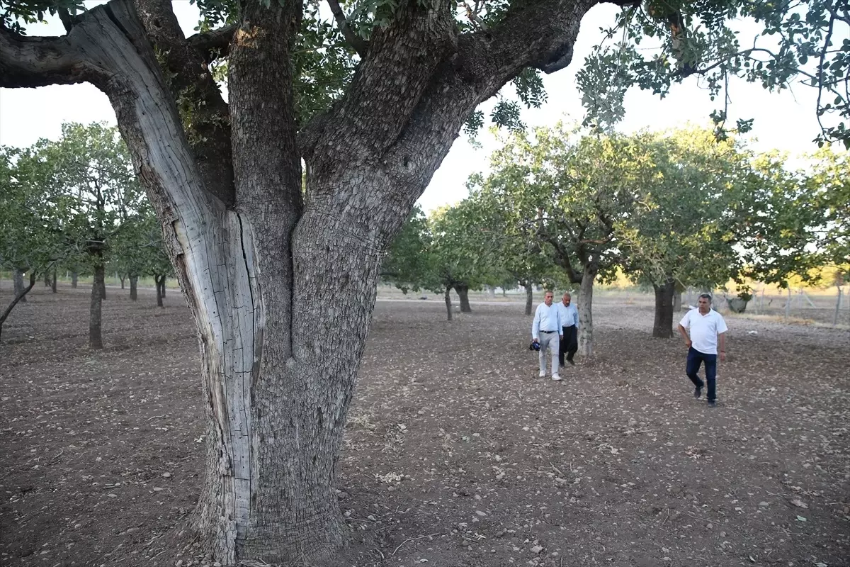 Şanlıurfa'nın 500 Yıllık Fıstık Ağaçları Meyve Vermeye Devam Ediyor