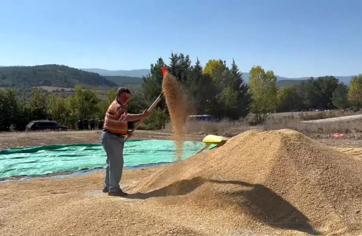 Sinop Pirinç Üretiminde Türkiye'de 6. Sırada