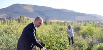 Bayburt Üniversitesi'nden Süper Meyve Aronya Üretimi