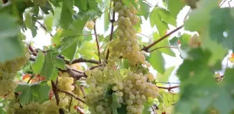 Antalya'nın Kaş İlçesinde Margaz Üzümü Hasadı Başladı