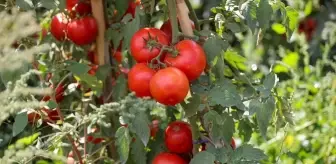 Bilecik'te 17 Bin Dekar Alanda Domates Üretildi