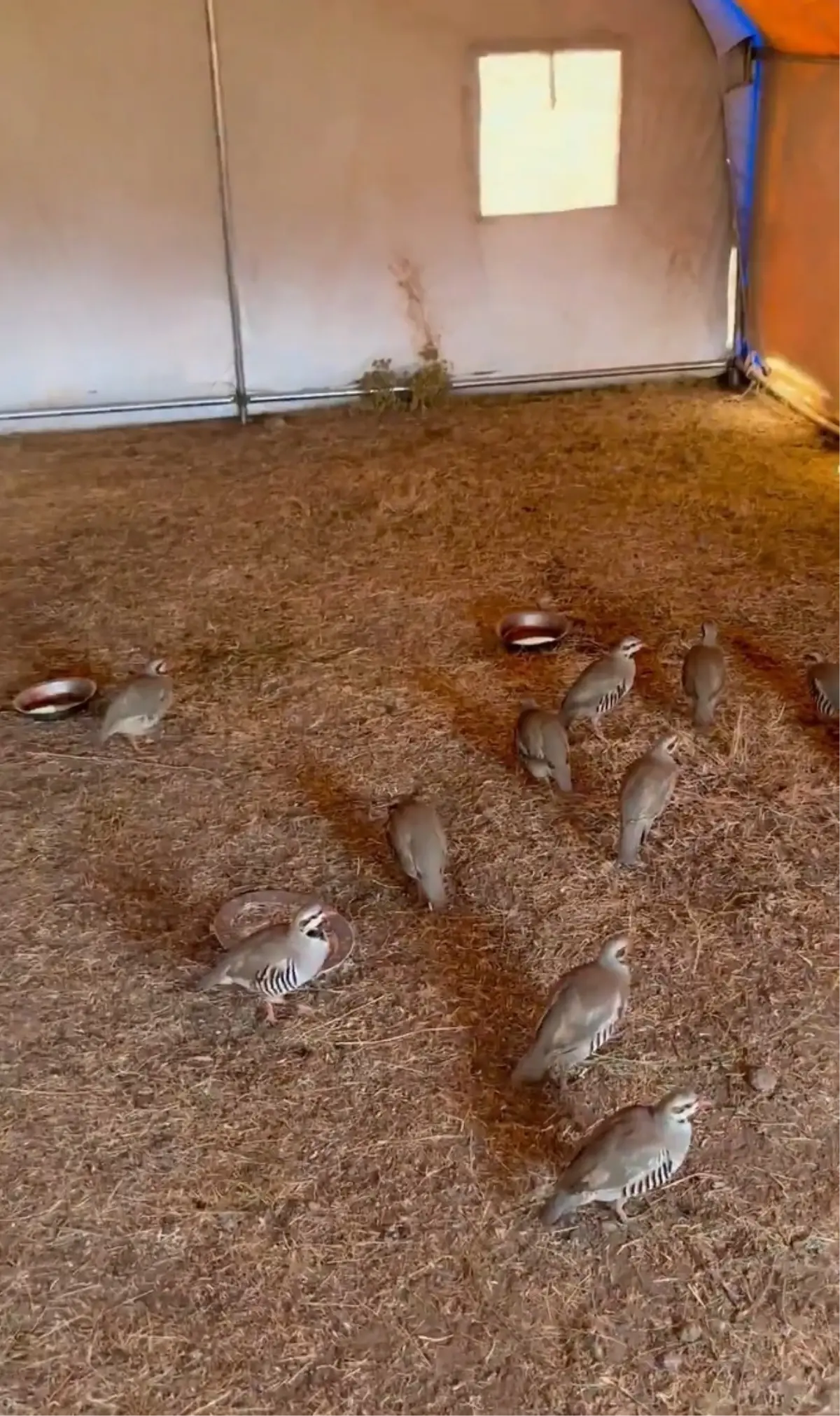 Bitlis'te Keklik Ticareti Engellendi, 90 Kınalı Keklik Doğaya Salındı