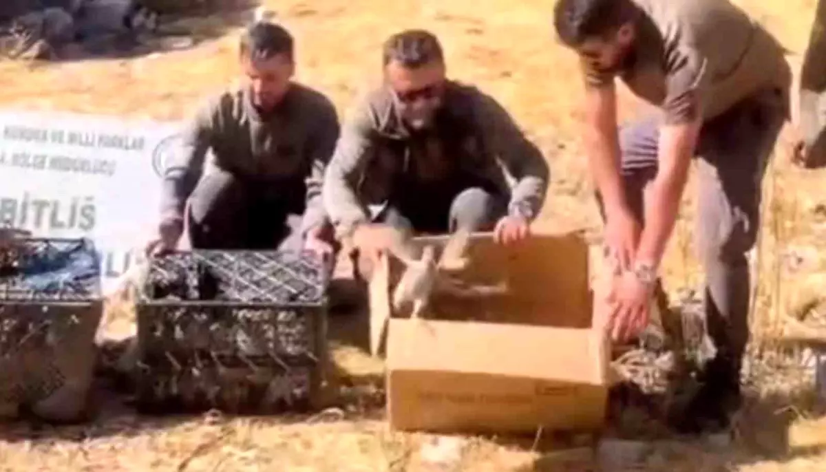 Bitlis'te Yasa Dışı Keklik Ticareti: 90 Kınalı Keklik Doğaya Salındı