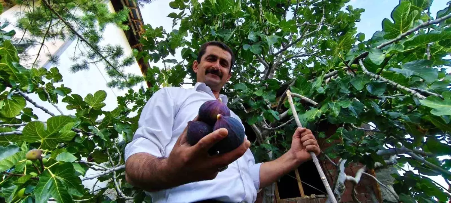 Ömer Faruk Özgelen, Bursa Karası İncirini Erzurum'da Yetiştirdi