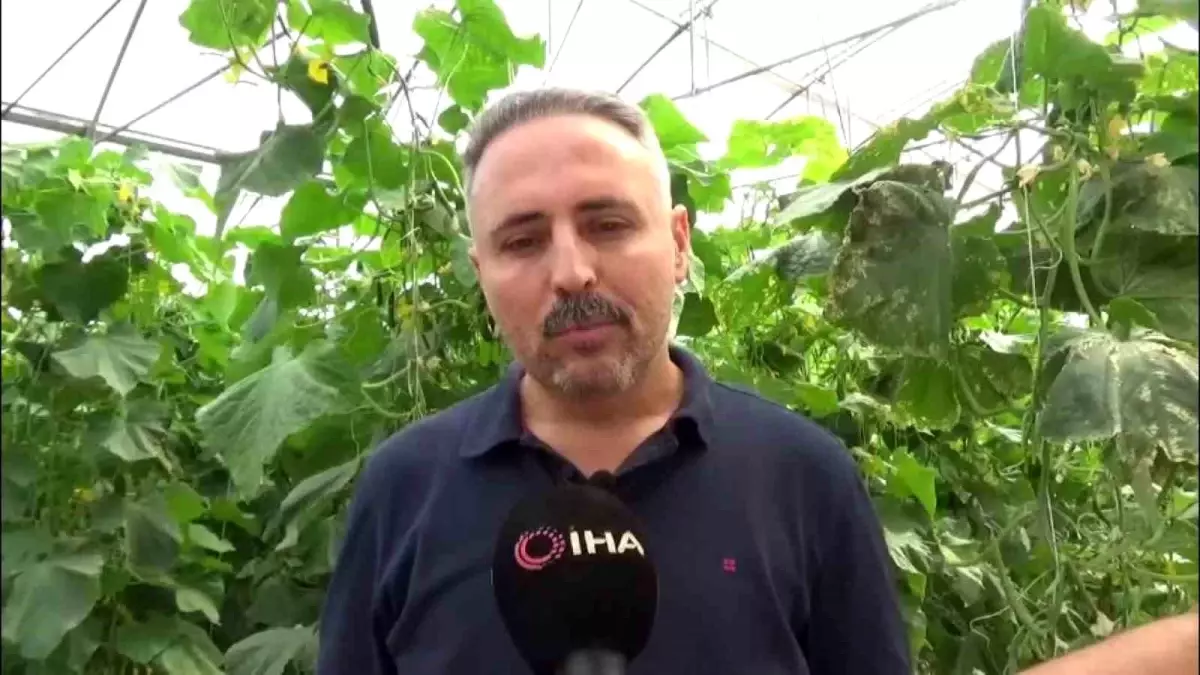 Diyarbakır'da Salatalık Serası Kuruluyor, 20 Kişiye İstihdam Sağlanıyor