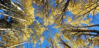 Sonbahar Renkleri Sarıkamış'ta Görsel Şölen Sunuyor