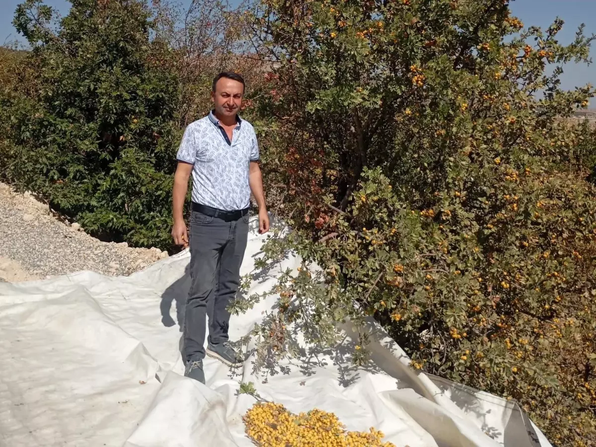 Malatya'da Yabani Alıç Hasadı Devam Ediyor