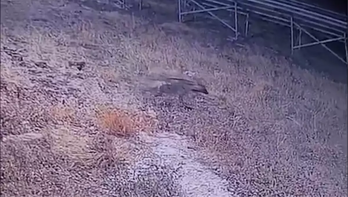 Şanlıurfa'da Nesli Tükenme Tehlikesi Altındaki Çizgili Sırtlan Güvenlik Kamerasında