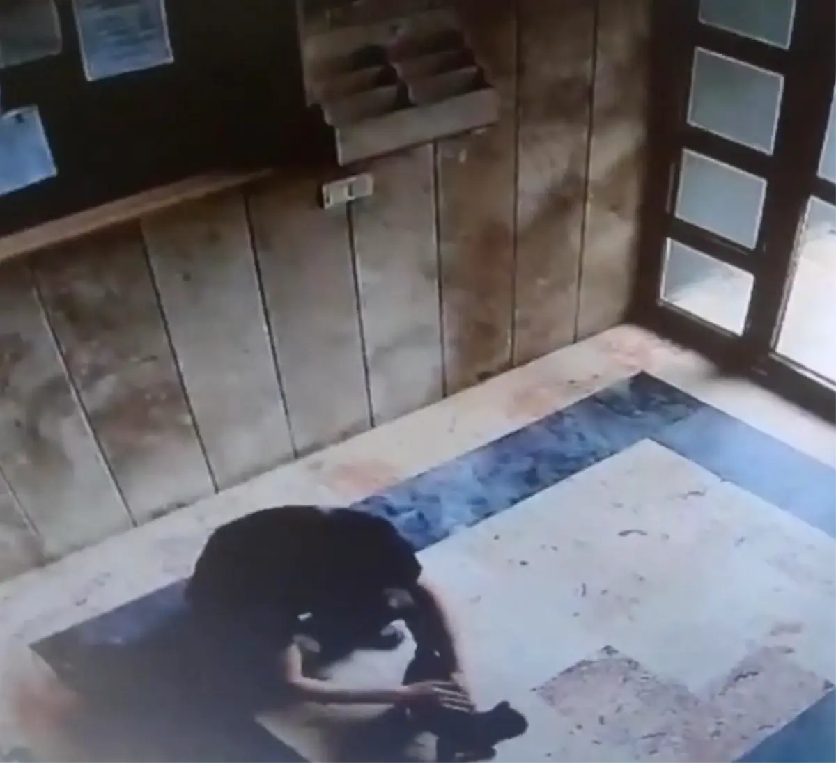 Başakşehir'de kediye işkence davasında karar: 3 yıl 8 ay hapis cezası