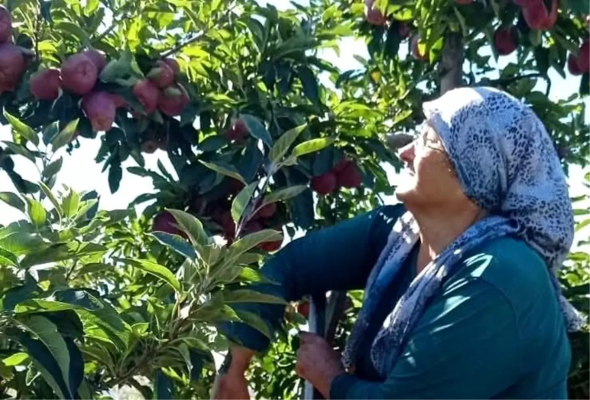 Beyşehir'de Elma Hasadı Başladı: Gölyaka Mahallesi Umut Veriyor