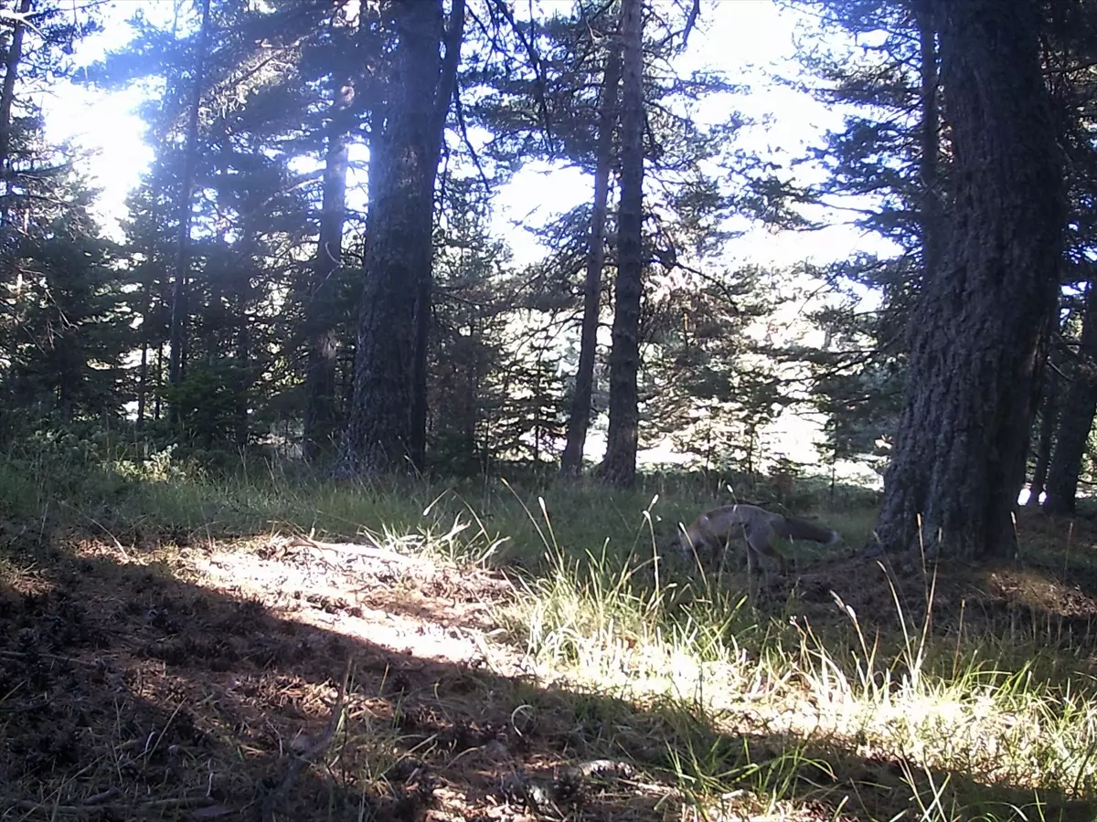 Çankırı'da Fotokapanda Yaban Hayatının Görüntüleri