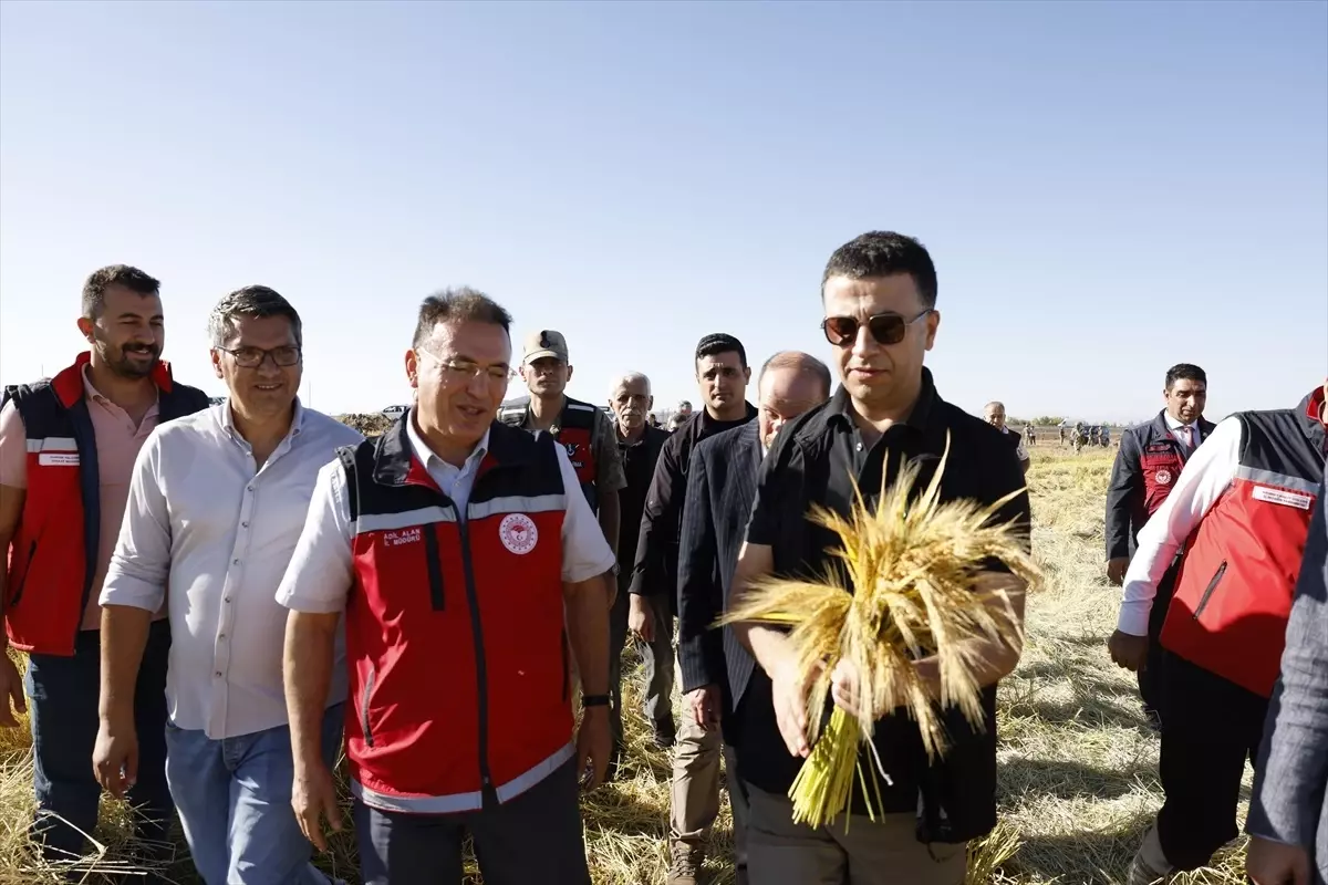 Diyarbakır'da Karacadağ Pirinci Hasat Etkinliği Düzenlendi
