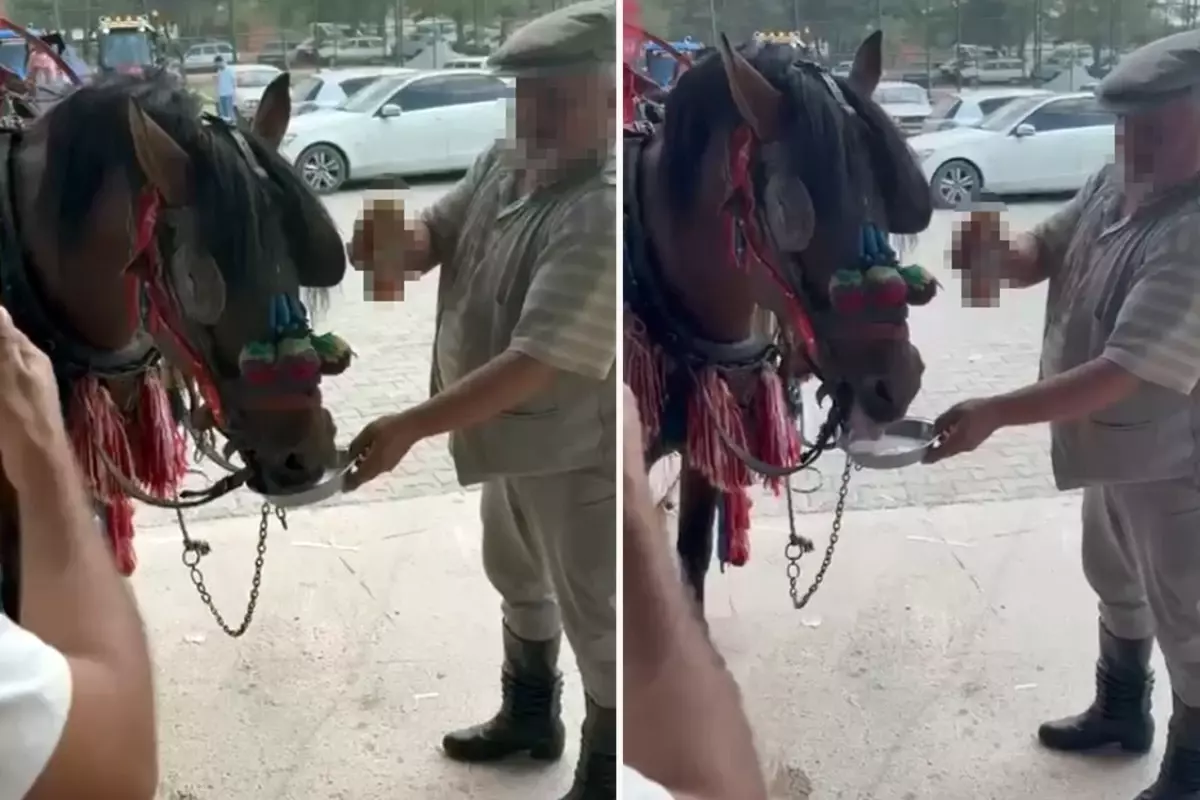 Düğünde ata alkollü içki içirdiler