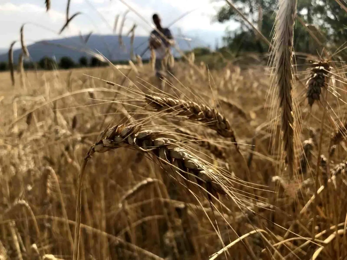 Dünya Hububat Üretimi Rekor Seviyeye Ulaşıyor