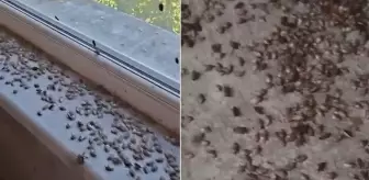 Kabus geri döndü! İki ilçeyi istila ettiler, evlerin içi korkunç halde