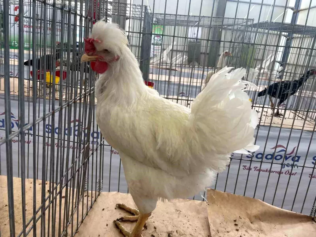 Gugulli Tavuk Irkı Balıkesir Fuarı'nda İlgi Odağı Oldu