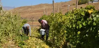 Muş'ta Üretime Dönüş: Şenyayla Bölgesi Sebze Üretimiyle Canlanıyor