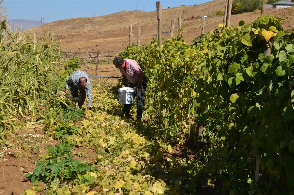 Muş'ta Üretime Dönüş: Şenyayla Bölgesi Sebze Üretimiyle Canlanıyor