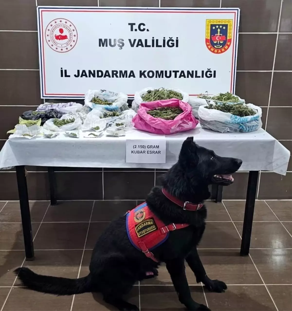 Muş'ta Kenevir Yetiştiren 1 Kişi Gözaltına Alındı