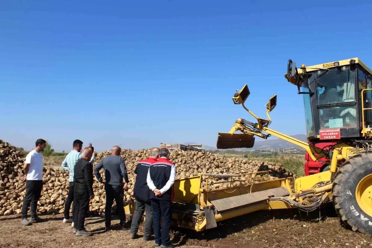 Tokat Pazar'da Şeker Pancarı Hasadı Beklentisi Yüksek