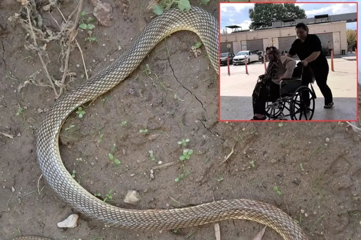 Piknik yaparken yılan saldırısıyla karşılaştı