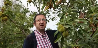 OMÜ'de Dayanıklı Kestane Türleri Geliştiriliyor