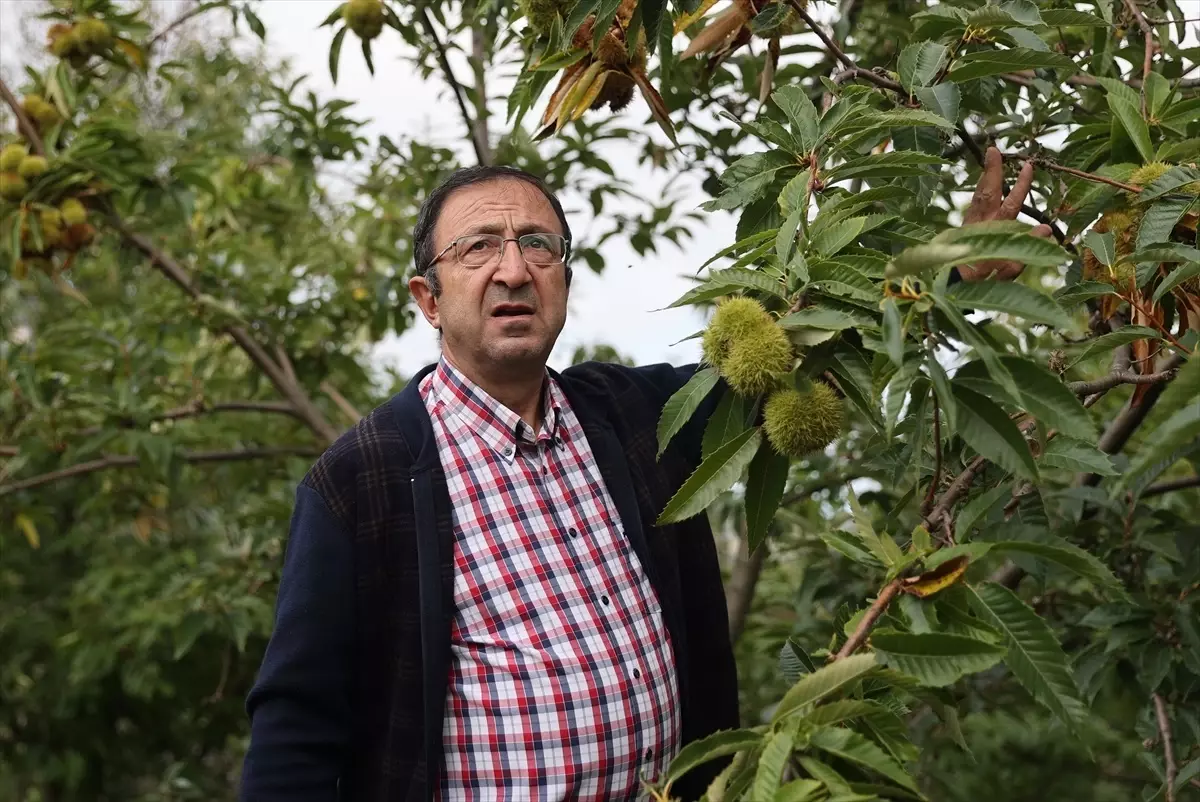 OMÜ'de Dayanıklı Kestane Türleri Geliştiriliyor