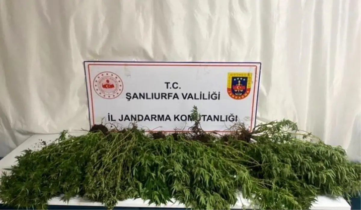Şanlıurfa'da Jandarma Operasyonu: Uyuşturucu ve Silah Ele Geçirildi