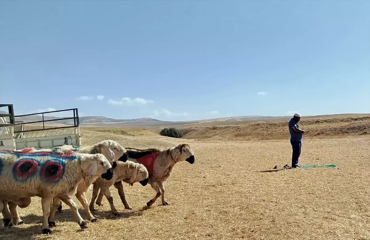 Kayseri'de Koç Katım Töreni Geleneksel Gösteriyle Yapıldı