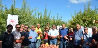 Antalya'da Nar Hasat Dönemi Başladı