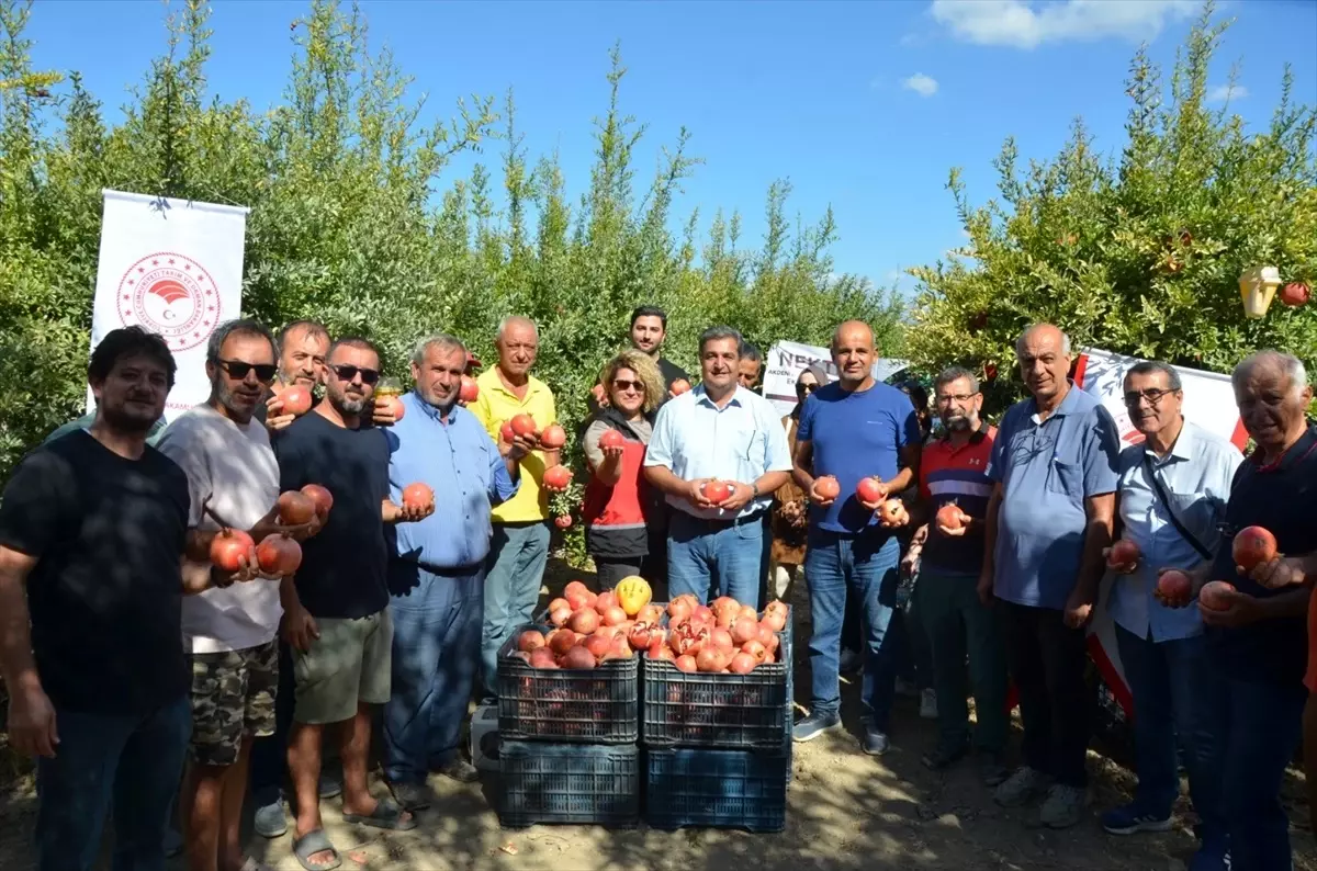 Antalya'da Nar Hasat Dönemi Başladı