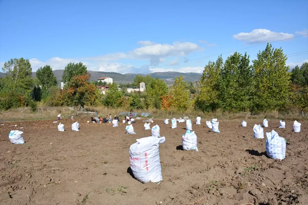 Başçiftlik Beyazı Patatesinin Hasadı Başladı