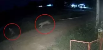 Zincirlerinden kurtulan aslan, 11 yaşındaki çocuğu ağır yaraladı