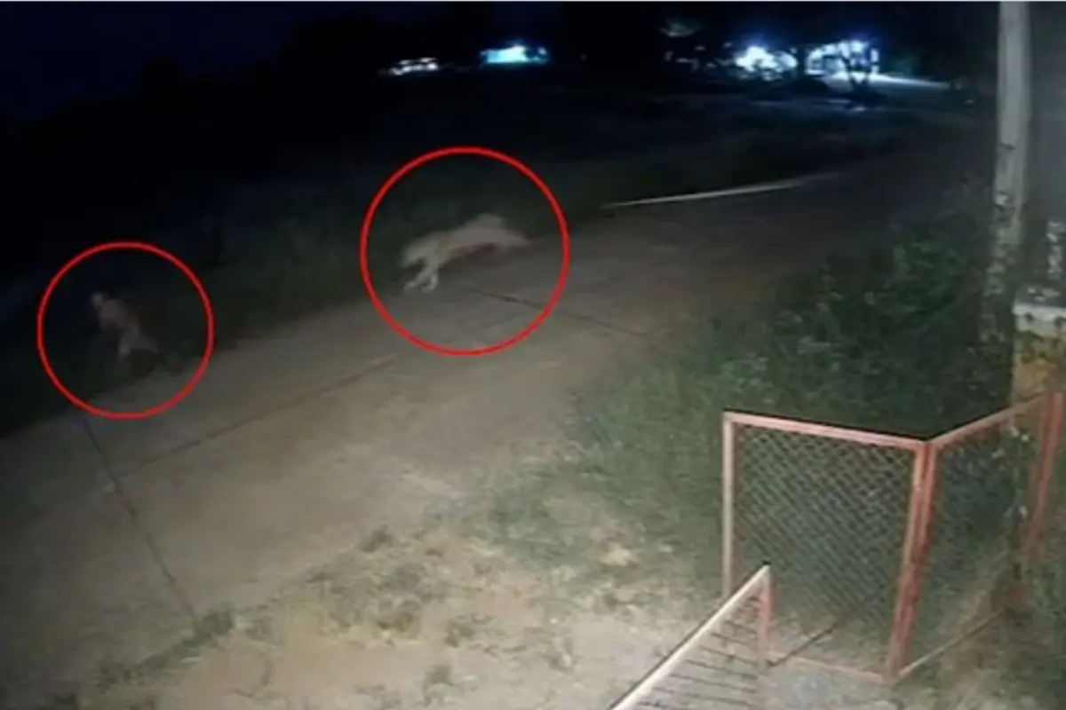 Zincirlerinden kurtulan aslan, 11 yaşındaki çocuğu ağır yaraladı