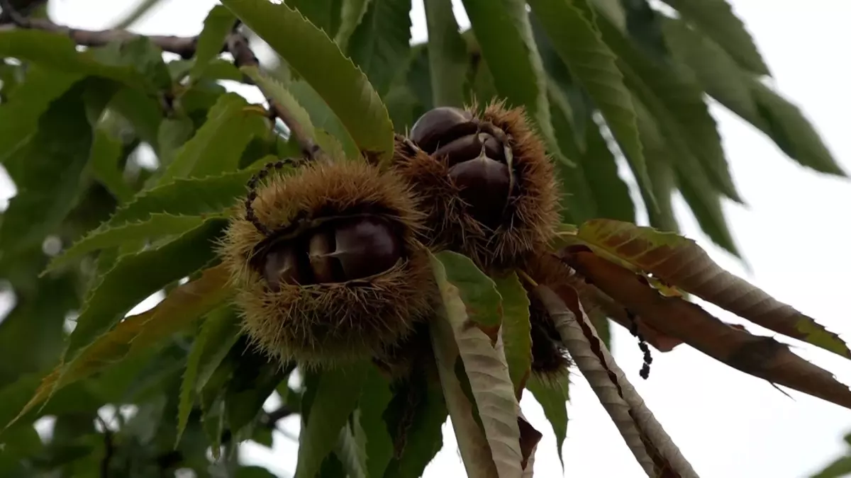 Samsun'da Yeni Kestane Çeşitlerinin Hasadı Yapıldı