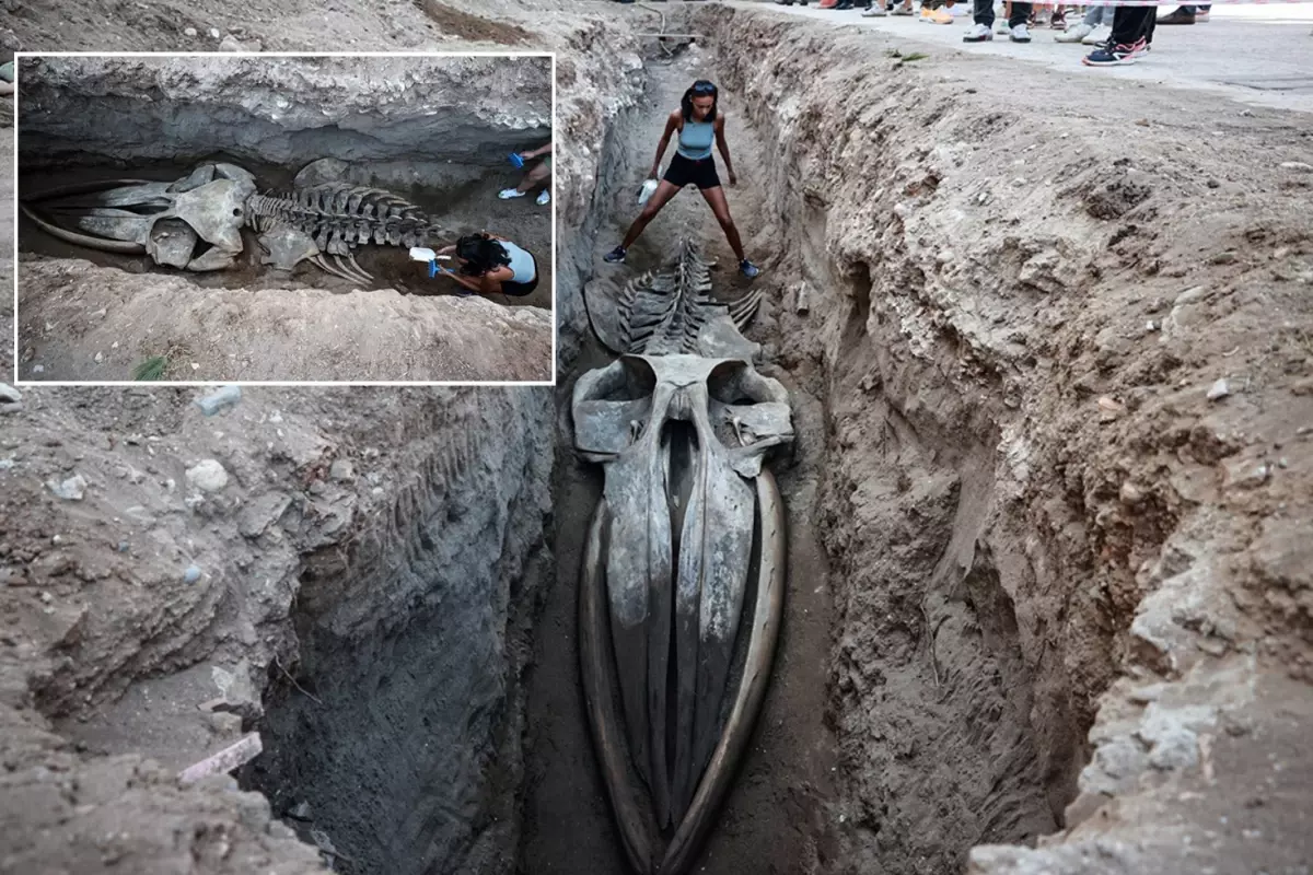 4 yıl önce gömülmüştü, topraktan çıkarılıyor! Boyu tam 14 metre