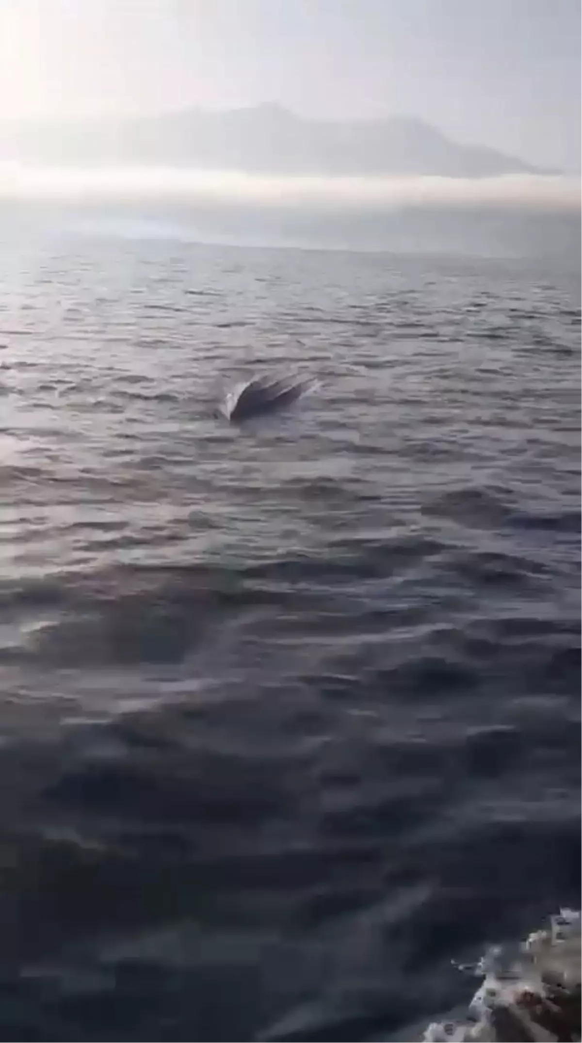 Hopa'da İnsansız Deniz Aracı Bulundu