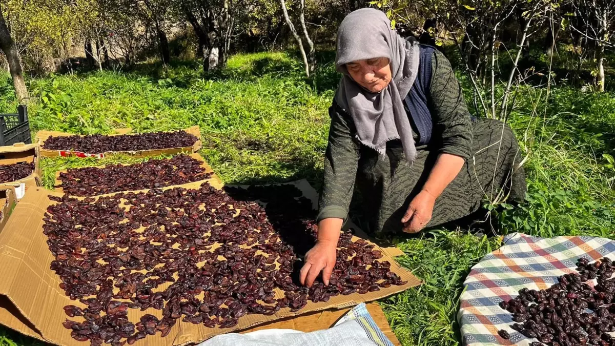 Ardahan'da Cancur Eriği Hasadı Başladı: Festival Coşkusu