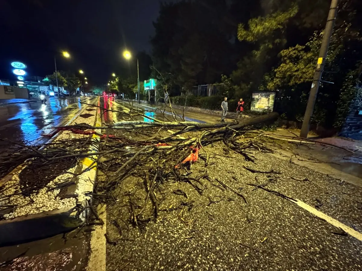 Edirne'de Şiddetli Yağış Ve Ağaç Devrilmesi