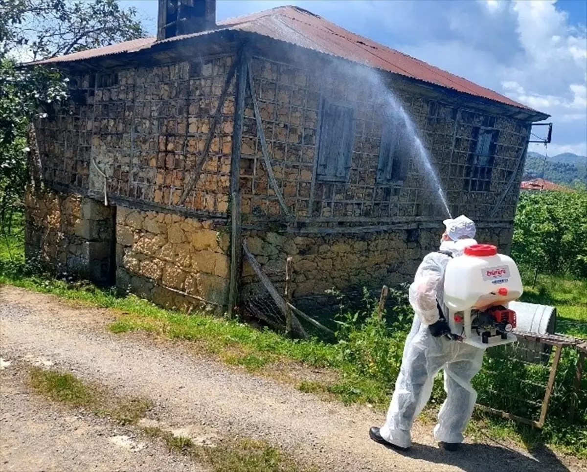 Giresun'da Kahverengi Kokarcayla Mücadele İçin İlaçlama Çalışmaları Yapıldı