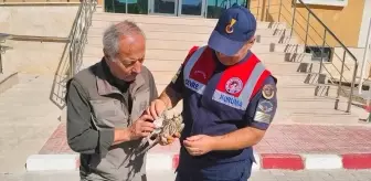 Yozgat'ta Yaralı Çakır Kuşu Tedavi Altına Alındı