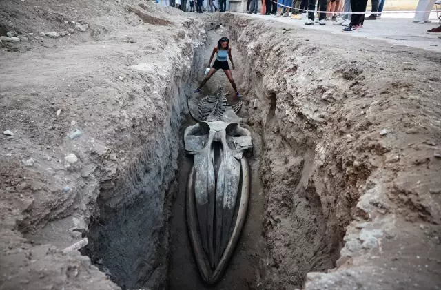 It was buried 4 years ago, now being unearthed! Its length is exactly 14 meters