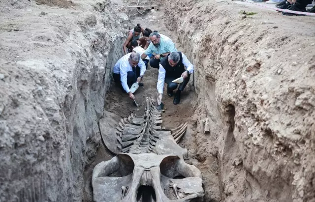 It was buried 4 years ago, now being unearthed! Its length is exactly 14 meters