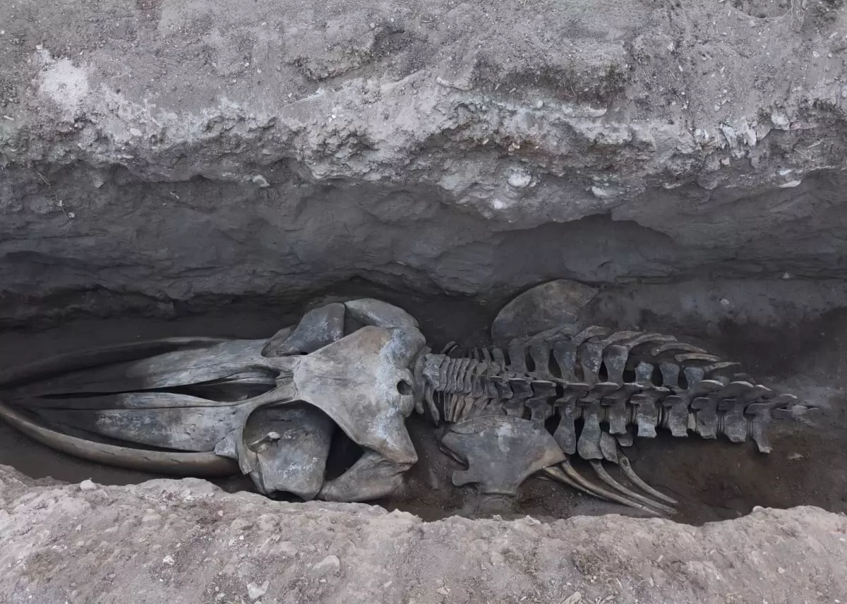 Mersin Üniversitesi'nde Fin Balinasının İskeleti Günü Yüzüne Çıkıyor