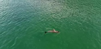 Sinop'ta Dronla Görüntülenen Yunus Gösterisi