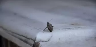 Trabzon'da Kahverengi Kokarca ile Mücadele Çalışmaları Başladı