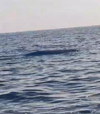 Another province has gone on alert after Trabzon! Fishermen found it, investigation has started